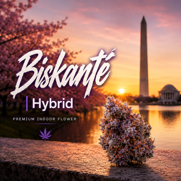Biskanté | Hybrid
